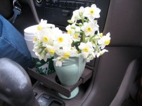narcissi.jpg