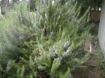rosemary.jpg