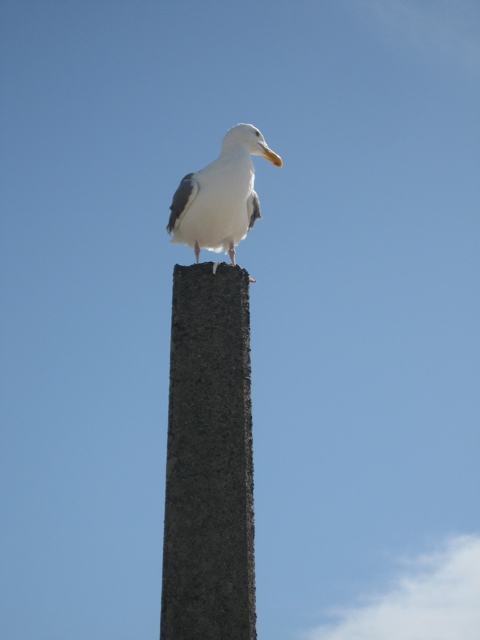 gull