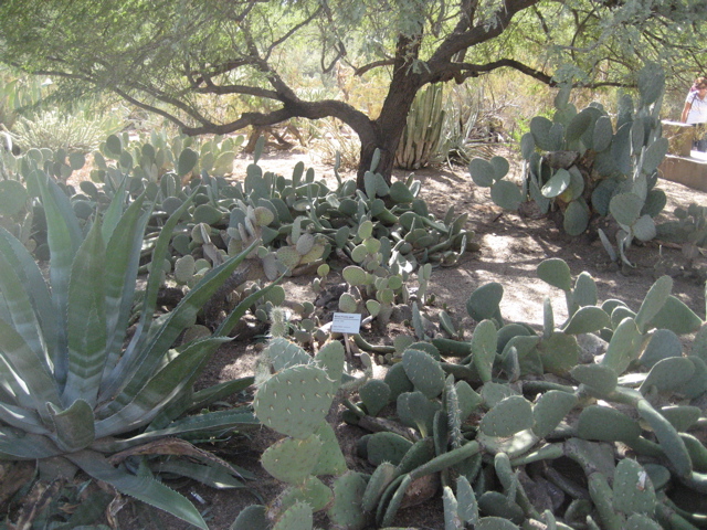 prickly pears