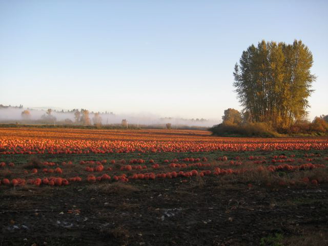 pumpkin fields