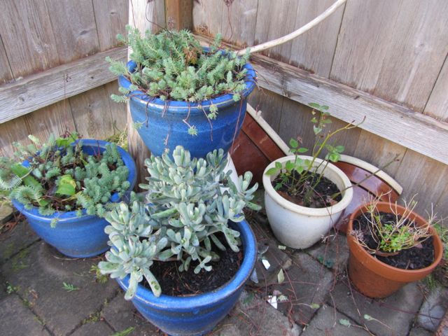 blue pots