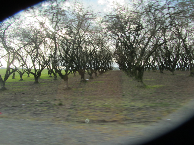 orchard