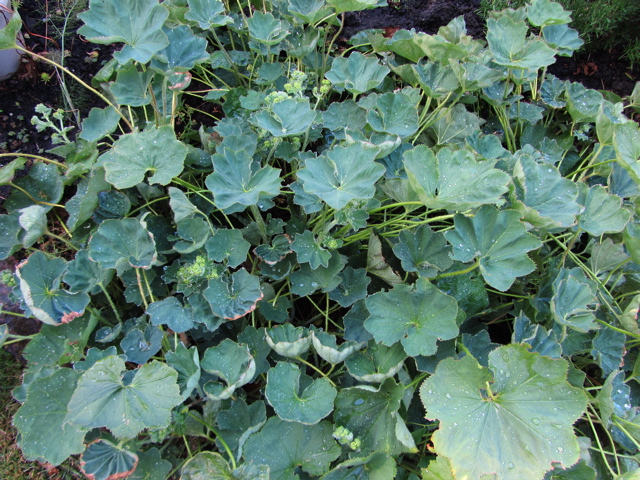 lady's mantle