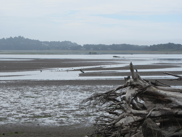 Bay at low tide