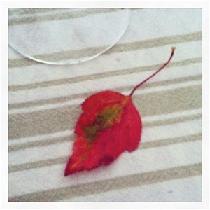 red leaf