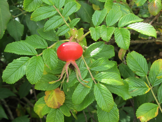 rose hip