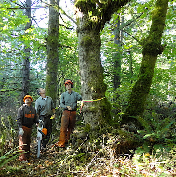 Ben and the chosen tree
