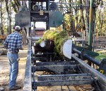 tree goes into the mill