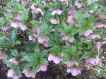 Hellebores