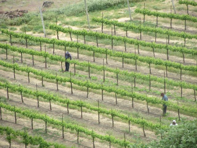 vineyard work