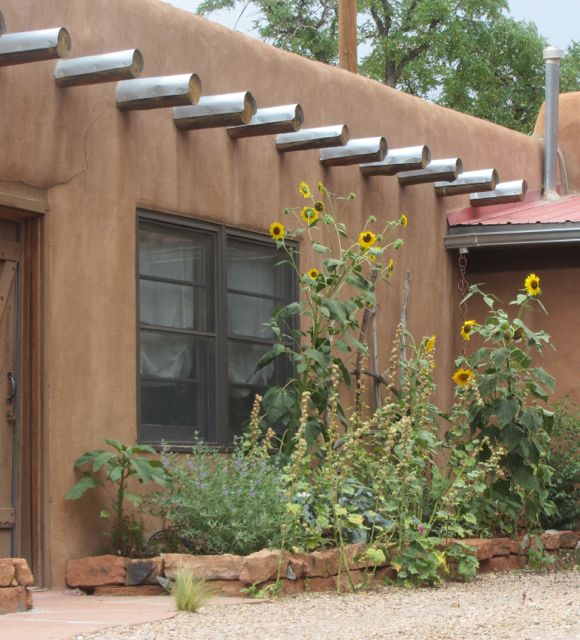 Cerrillos sunflowers 1