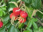rosehips