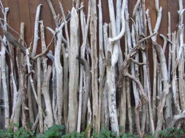 driftwood