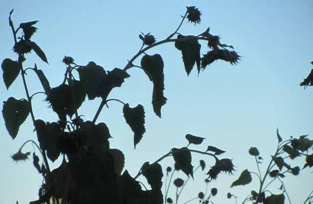 dusk sunflowers
