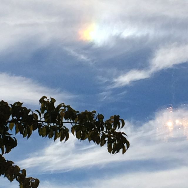 sundog in Henny's window