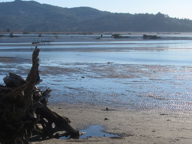 bay lowtide