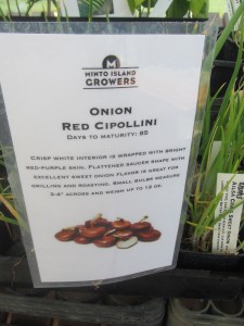 cipollini