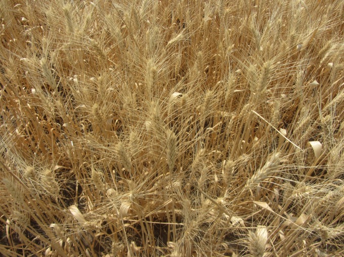 wheat 2