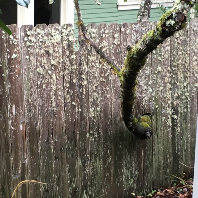 Clay's fence, Julie's view (1)