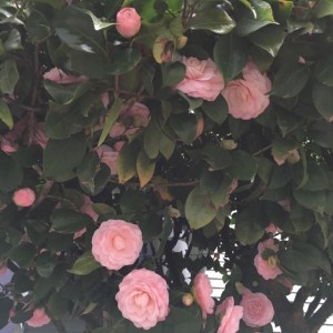 camellias