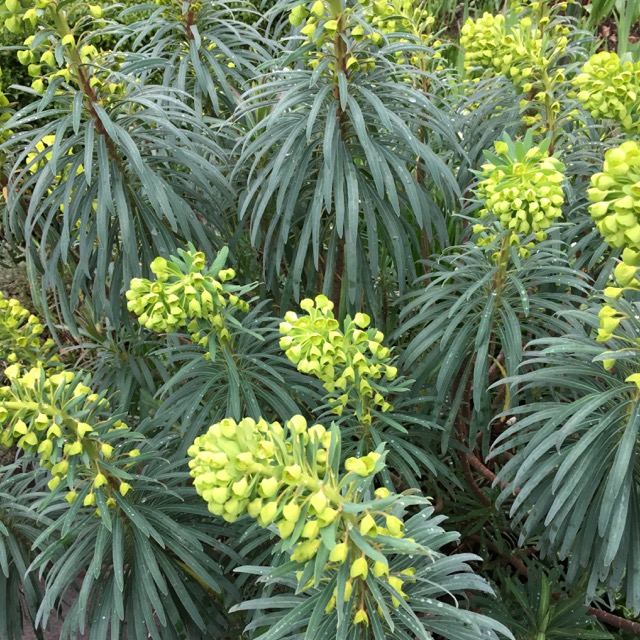 Euphorbias