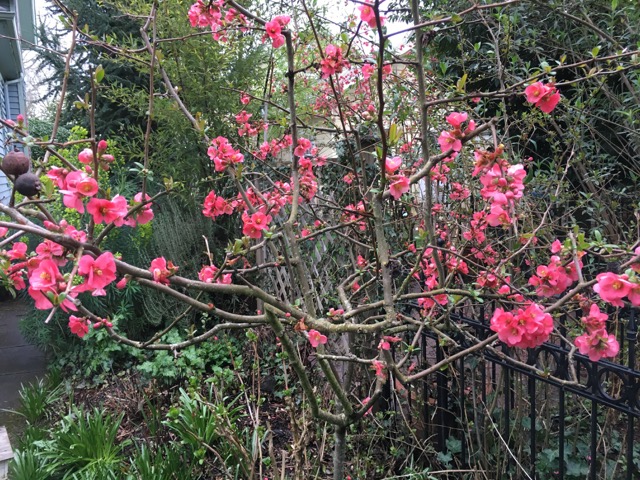 flowering quince